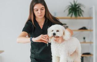 Using scissors. Cute little dog is in the grooming studio photo