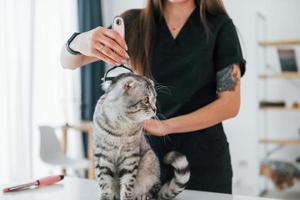 On the table. Scottish fold cat is in the grooming salon with female veterinarian photo