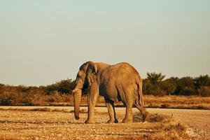 Side view. Elephant is in the wildlife at daytime photo