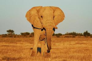 Elephant is in the wildlife at daytime photo