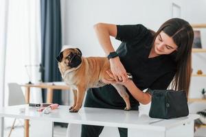 Cutting the nails by using scissors. Pug is in the grooming salon with veterinarian that is in black clothes photo