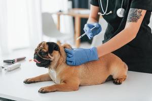 With syringe. Procedure of vaccination. Pug is in the grooming salon with veterinarian that is in black clothes photo