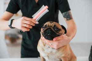 Using a brush to clean the hair. Pug is in the grooming salon with veterinarian that is in black clothes photo