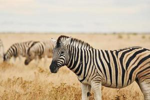 Animals is together. Zebras in the wildlife at daytime photo