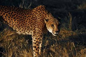 Close up view. Cheetah is outdoors in the wildlife photo