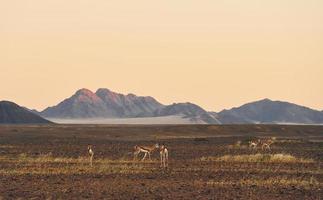 Mountains is far away in distance. Majestic view of amazing landscapes in African desert photo