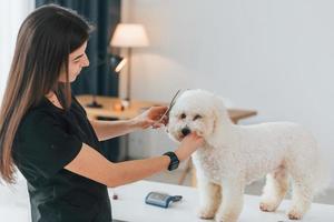 Using scissors. Cute little dog is in the grooming studio photo
