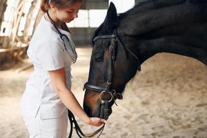 Female doctor in white coat is with horse on a stable photo