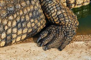 Close up view. Crocodiles relaxed and resting on the ground photo