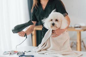 Front view. Cute little dog is in the grooming studio photo