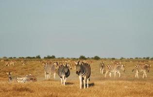 Zebras in the wildlife at daytime photo