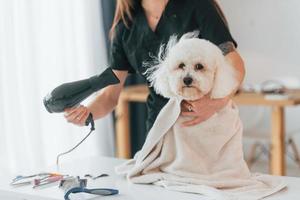 Front view. Cute little dog is in the grooming studio photo