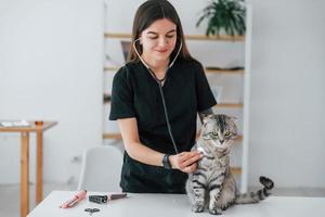 Using stethoscope. Scottish fold cat is in the grooming salon with female veterinarian photo