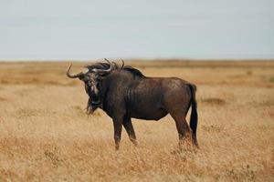 Buffalo is in the wildlife at daytime photo