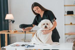 On the table. Cute little dog is in the grooming studio photo