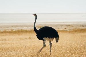 avestruz de pie al aire libre en la sabana africana foto