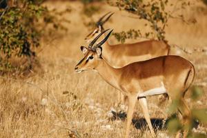 juntos en el césped. anthelopes está en la vida silvestre al aire libre en África foto