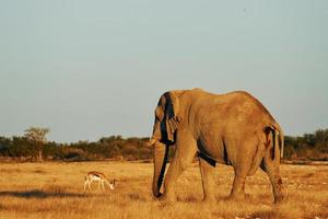 Side view. Elephant is in the wildlife at daytime photo