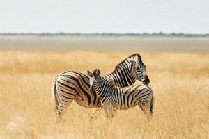 los mamíferos están en el campo. cebras en la vida silvestre durante el día foto