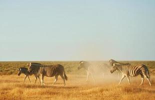 Zebras in the wildlife at daytime photo