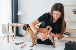 Cutting the nails by using scissors. Pug is in the grooming salon with veterinarian that is in black clothes photo