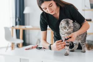 Checking the nails on paw. Scottish fold cat is in the grooming salon with female veterinarian photo