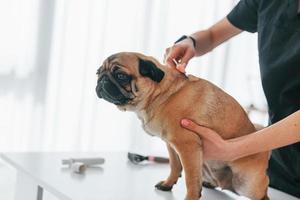 Using a brush to clean the hair. Pug is in the grooming salon with veterinarian that is in black clothes photo