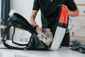 In the carrier backpack. Scottish fold cat is in the grooming salon with female veterinarian photo