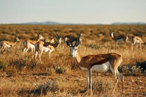 muchos de los antílopes están en la vida silvestre al aire libre en África foto