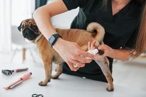 Cutting the nails by using scissors. Pug is in the grooming salon with veterinarian that is in black clothes photo