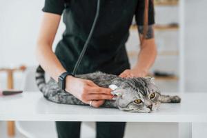 Lisening by using stethoscope. Scottish fold cat is in the grooming salon with female veterinarian photo