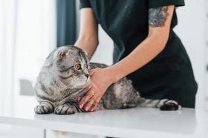 On the table. Scottish fold cat is in the grooming salon with female veterinarian photo