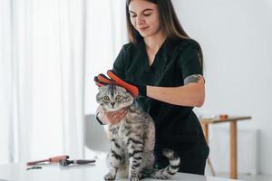 Using glove to clean the hair. Scottish fold cat is in the grooming salon with female veterinarian photo