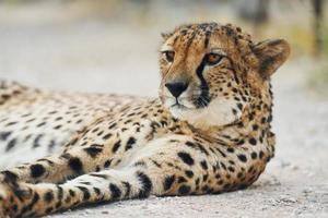 Close up view of cheetah that is lying down on the green grass outdoors photo