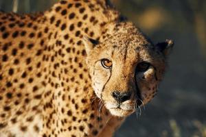 Close up view. Cheetah is outdoors in the wildlife photo