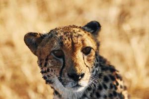 Close up view. Cheetah is outdoors in the wildlife photo