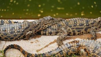 Crocodiles relaxed and resting on the ground photo