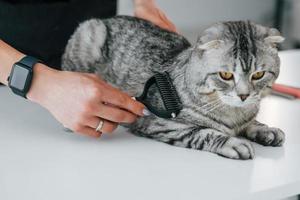 usando un cepillo especial para limpiar el cabello. el gato escocés está en el salón de belleza con una veterinaria foto