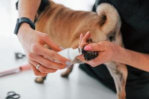 Cutting the nails by using scissors. Pug is in the grooming salon with veterinarian that is in black clothes photo