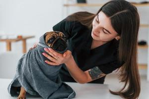 en toalla de color gris. pug está en el salón de aseo con un veterinario que está vestido de negro foto