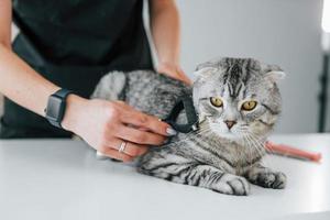 Using special brush to clean the hair. Scottish fold cat is in the grooming salon with female veterinarian photo