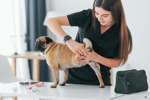 Using special equipment to clean the nails. Pug is in the grooming salon with veterinarian that is in black clothes photo
