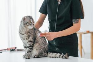 Using stethoscope. Scottish fold cat is in the grooming salon with female veterinarian photo