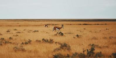 Together on the lawn. Anthelopes is in the wildlife outdoors in Africa photo