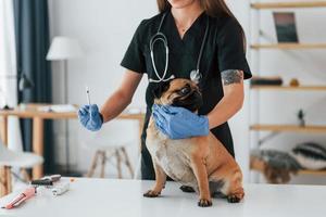 With syringe. Procedure of vaccination. Pug is in the grooming salon with veterinarian that is in black clothes photo