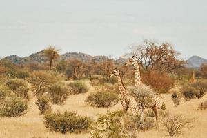 Giraffes is outdoors in the wildlife in the Africa photo