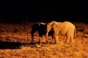 el elefante está en la vida silvestre durante la noche foto