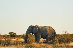 Side view. Elephant is in the wildlife at daytime photo