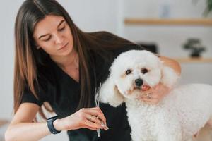 mujer cuidando a la mascota. lindo perrito está en el estudio de aseo foto