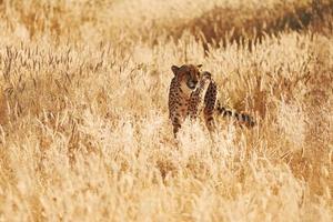 el guepardo está al aire libre en la vida silvestre foto